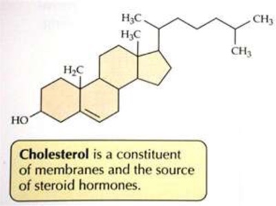 NJ Doctor - cholesterol expert