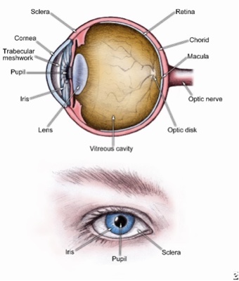 Ear Eye Nose and Throat Conditions