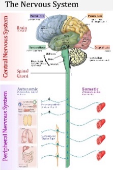 Neurological Care - Advanced Cardiology and Primary Care LLC